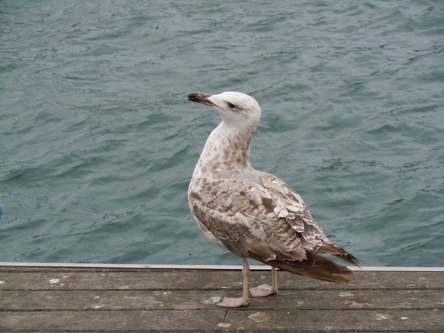 Gabbiano da identificare